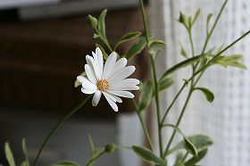 20100208b.jpg