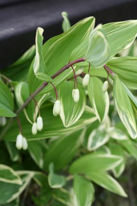20100426b.jpg