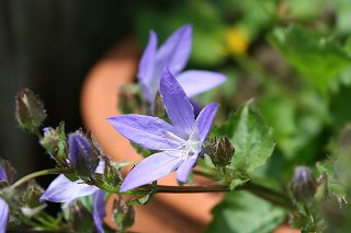 20100521b.jpg