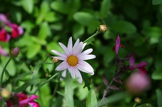 20100521d.jpg