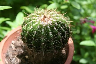 20100521f.jpg
