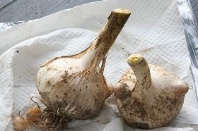 20100628.jpg