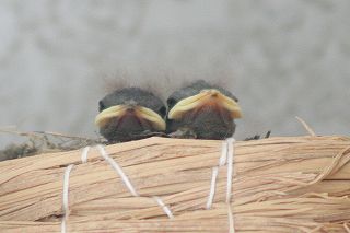 20100630b.jpg