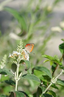 20100705c.jpg