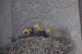 20110613b.jpg
