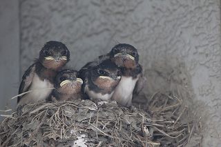 20110623a.jpg