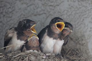 20110623b.jpg
