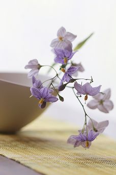 20110801.jpg