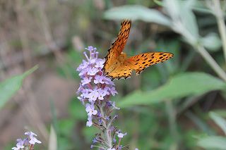 20110810.jpg