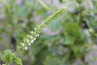 20110913.jpg