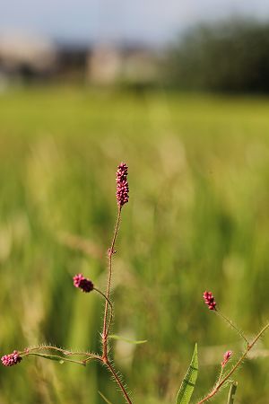 20120928.jpg