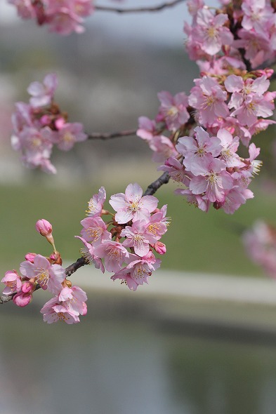 20140319b.jpg