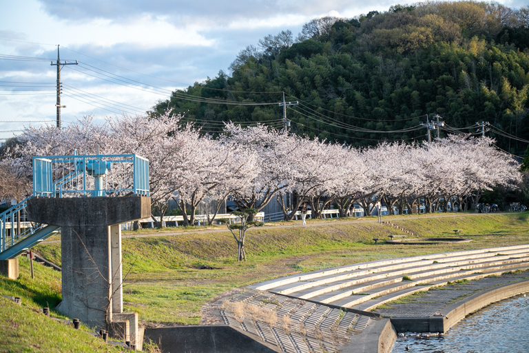 土手の桜と水門