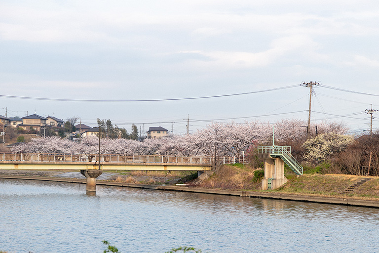 川と桜と水門