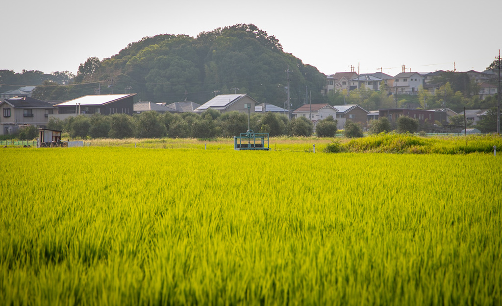 田んぼの中の水門