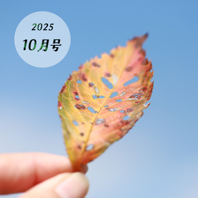 桜の葉っぱ（10月の入り口）