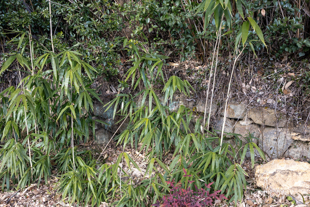 お茶屋跡の石垣