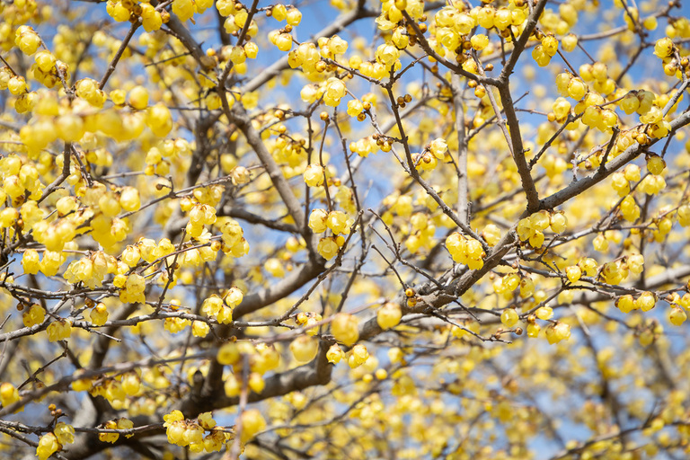 種松山のロウバイ