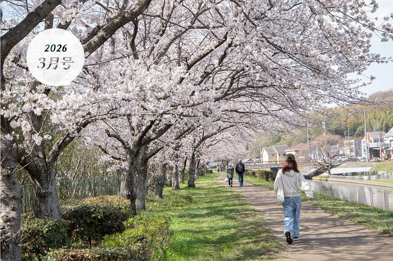 桜の遊歩道を歩く
