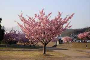 河津桜2021