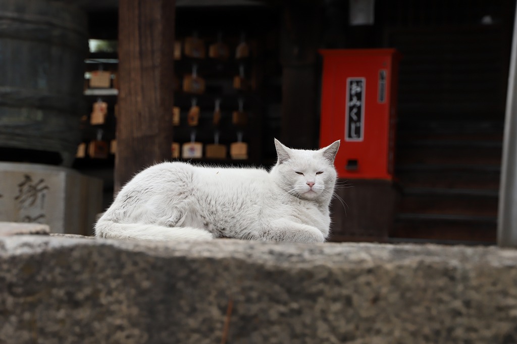 羽黒神社のねこ