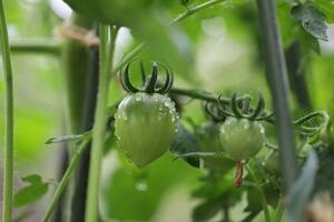 家庭菜園の青いトマト