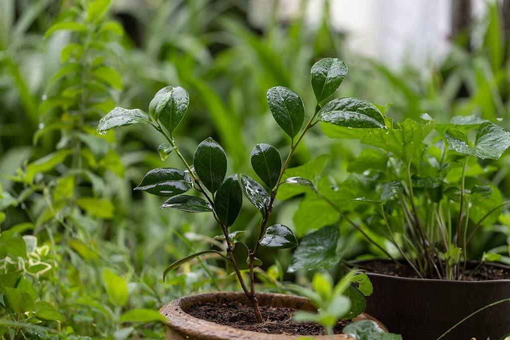 鉢植えツバキの植え替え