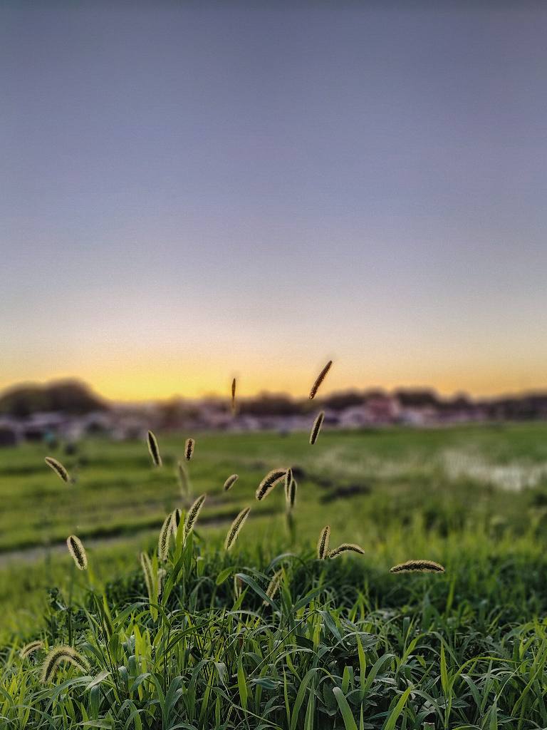 夕焼けとエノコログサ