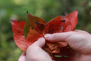 紅葉し始めた桜の落ち葉