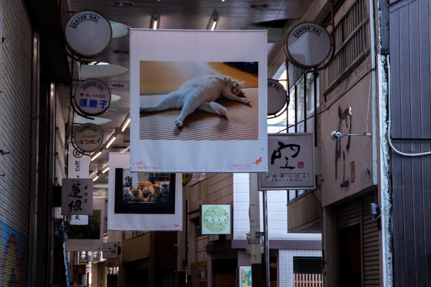 商店街に大きな写真として飾られた