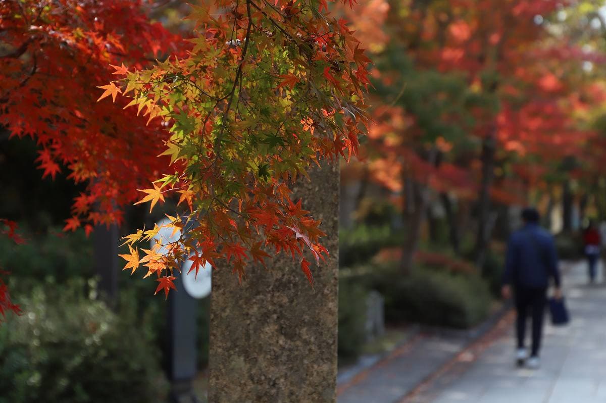 近水園の紅葉