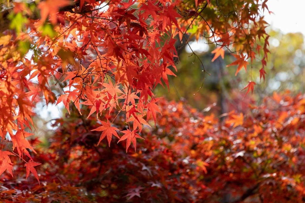 近水園の紅葉