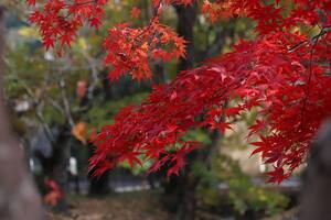 近水園の紅葉