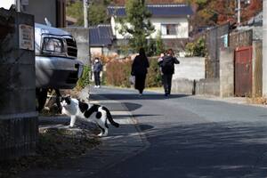 ネコのいる風景