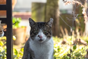 ねこ