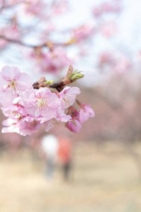 河津桜と散歩する人