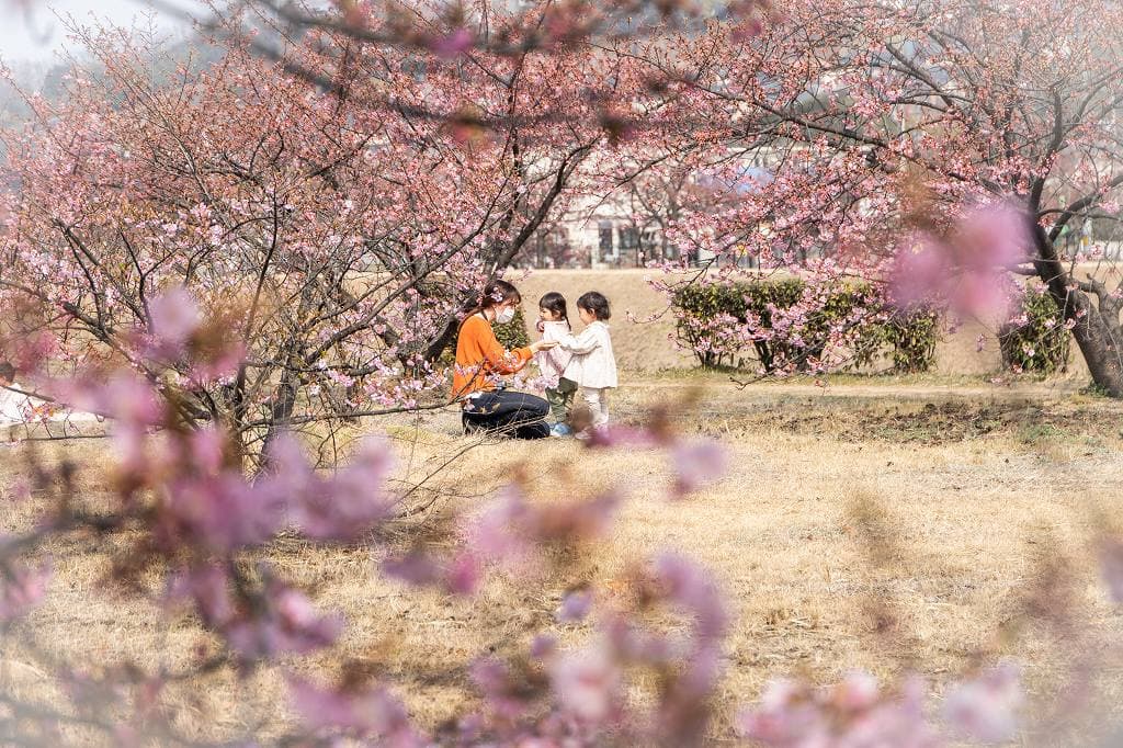桜の下で小さい子供たちとお母さん