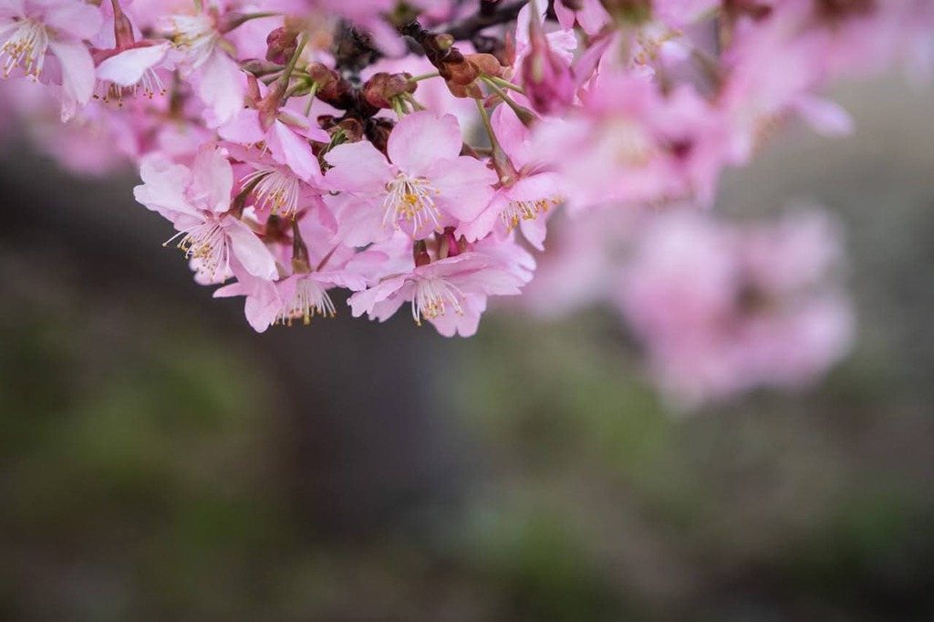 河津桜