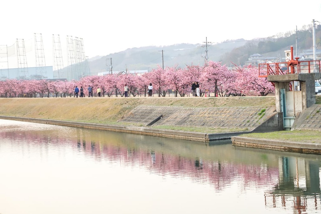 満開の河津桜