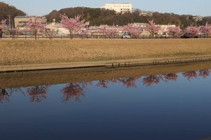 河津桜