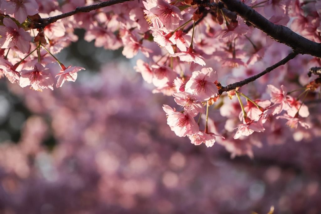 河津桜