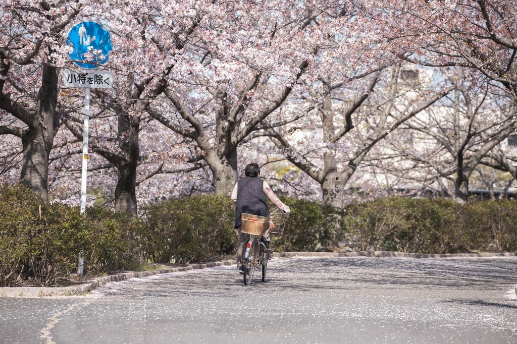桜の下を自転車で行く人