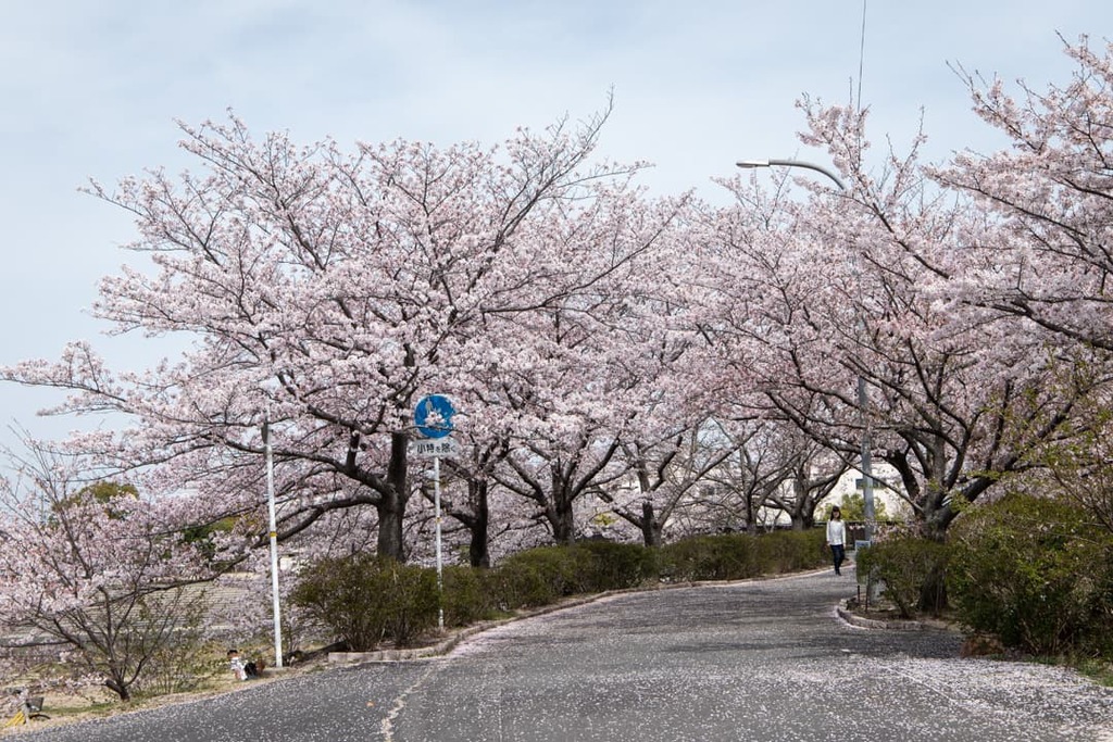 いつもの桜並木