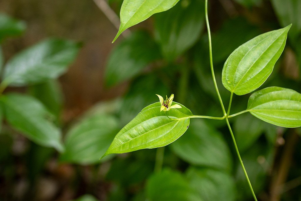 利休草の花