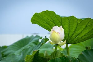 蓮の花