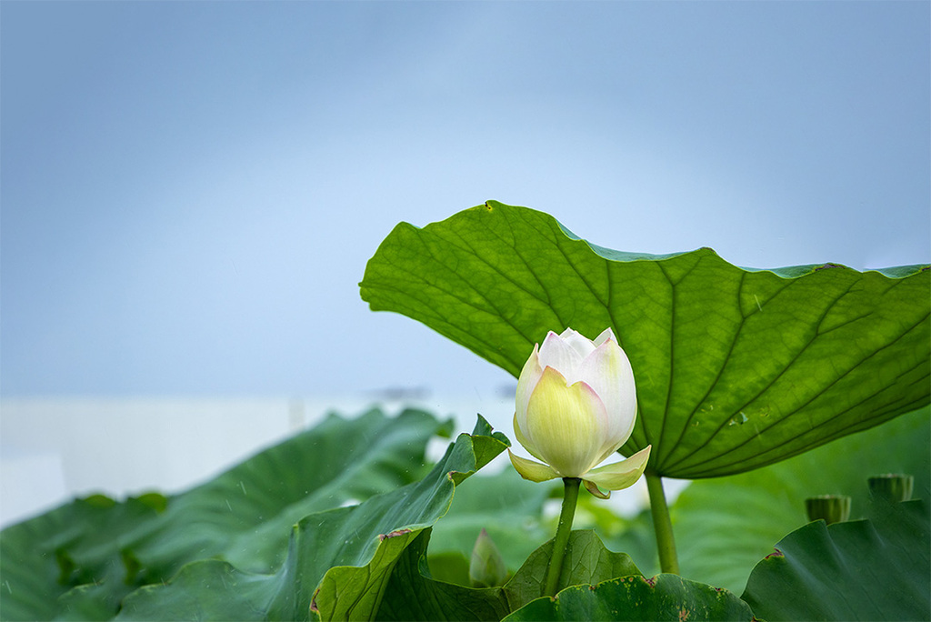 蓮の花