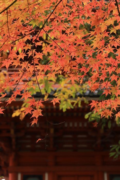 井山宝福寺の紅葉