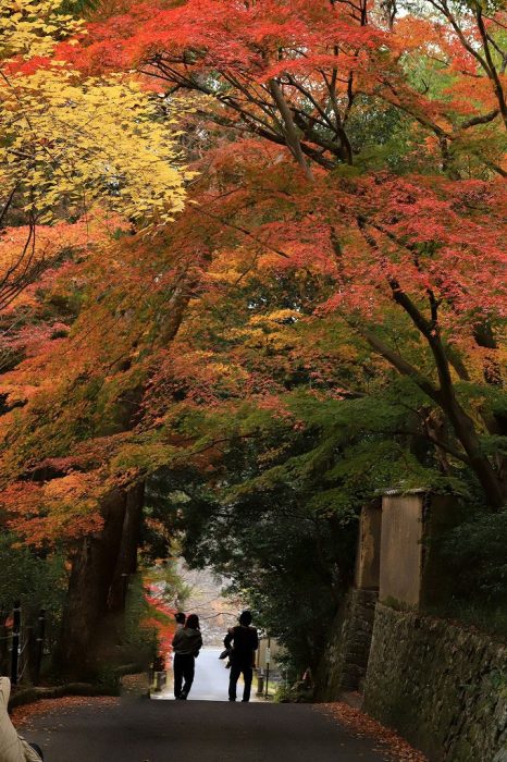 井山宝福寺の紅葉