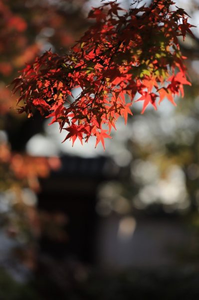 観龍寺