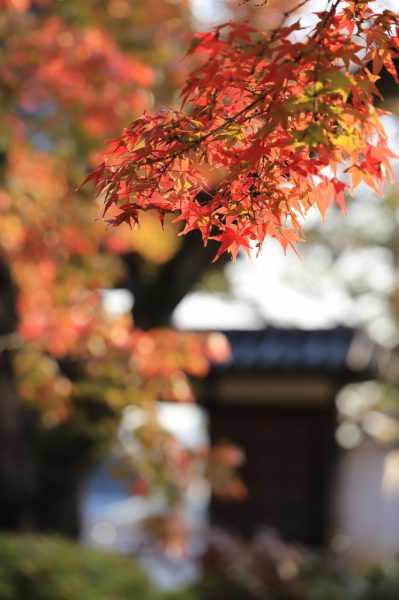 観龍寺